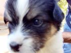 Shih Tzu Puppy