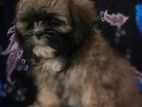 Shih Tzu Puppies