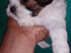 Shihtzu Puppies