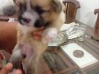Shihtzu Puppy