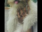 Sitzhu