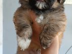 Sitzhu male puppys