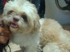 Sitzhu Puppy
