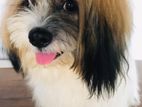 Shih Tzu Puppy