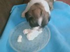 Shih Tzu Puppy