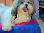 Shih Tzu Dog for Crosing