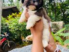 Shih Tzu Puppy