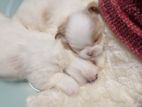 Shih Tzu puppies