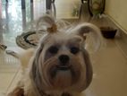 Shih Tzu Dog