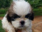 Shih Tzu Puppies