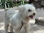 Shih Tzu Puppy