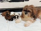 Shih Tzu Puppies