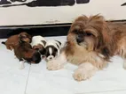 Shih Tzu Puppies