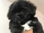 Shihtzu Puppy