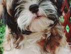 Shih Tzu Puppy