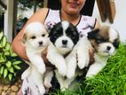 Shihtzu Puppies