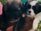 Shithzu Puppy