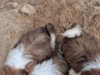 Shih Tzu Puppy