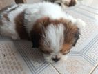 Shih Tzu Puppies