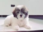 Shih Tzu Puppy