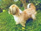 Shih Tzu Male Dog