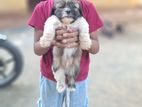 Shihtzu Male Puppies