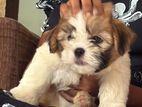Shihtzu Puppies