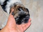 Shih Tzu Puppy
