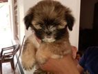 Shitzu Puppy