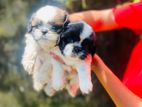 Shih Tzu Puppy