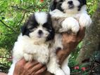 Shih Tzu Puppy