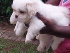 Shihtzu Puppies