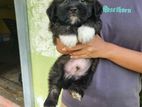 Shih Tzu Puppy