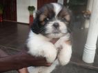 Shih Tzu Puppy