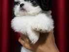 Shih Tzu Puppy