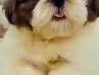 Shih Tzu Puppies