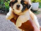 Shitzu Puppy