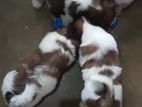 Shitzu Puppies