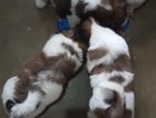 Shitzu Puppies