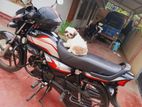 Shih Tzu Puppies