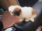 Shih Tzu Puppy