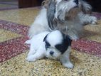 Shih Tzu Puppies