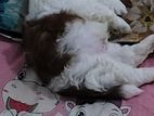 Shih Tzu Puppy