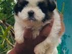 sitzu puppy