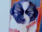 Shih Itzu Puppy