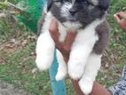 Shih Tzu Puppies