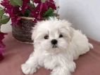 Shihtzu Puppy