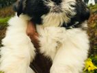 Shih Tzu Puppies