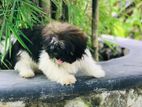 sitzu puppy