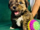 Shih Tzu Mix Terrier Puppies